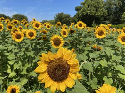 2021年7月～2021年8月　長居植物園　ひまわりウィークとレクサスIS300  F SPORTの試乗へ！