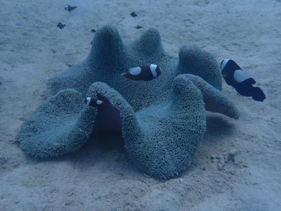 ソロトラベラー（沖縄本島）♯290