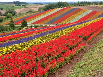 北海道ツーリング　21・22日目　美しい美瑛の丘を走り回り最後にトリックアート美術館へ行きました。