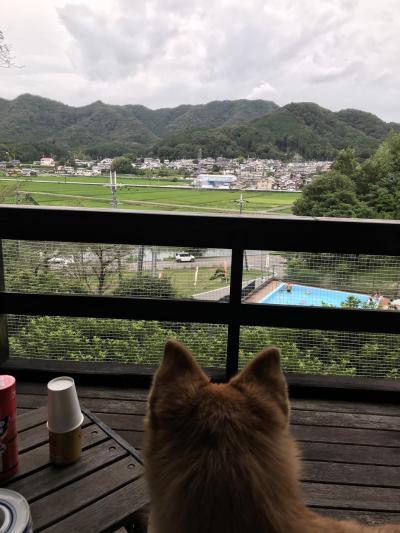 近畿地方 犬 に関する旅行記 ブログ フォートラベル