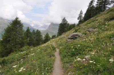 2013年スイス旅行記　第15回　マッターホルン散策　スネガから花咲くハイキングコースを歩く