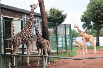 ベビーが成長した８月半ばの埼玉こども動物自然公園（北園）キリンの赤ちゃん大放飼場デビューで５頭同居～レッサーパンダは久しぶりのリュウセイ兄弟