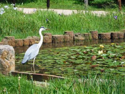 ２０２１年６月　山口県・常磐公園　菖蒲園２回目　開花時期は終わっていました。残念