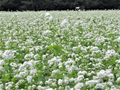 2021年8月福島県会津猿楽台地に咲く白いそばの花。