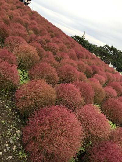 コキアの丘と開運神社巡り