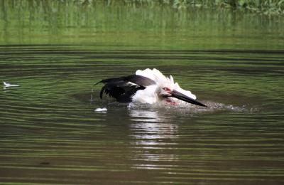 6年ぶり2度目のコウノトリの郷公園訪問、初めて水浴びをするコウノトリを観察する