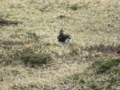 ライチョウに会いに、春の立山へ！ホテル立山宿泊記