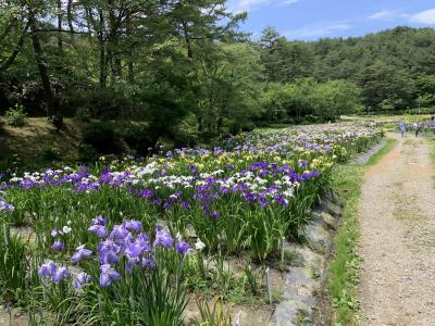 新発田城とあやめ園