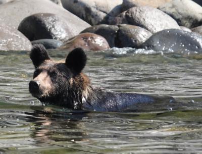 のんびり道東9日間[2021年8月] 番外 知床羅臼ヒグマ雪辱編 1/2