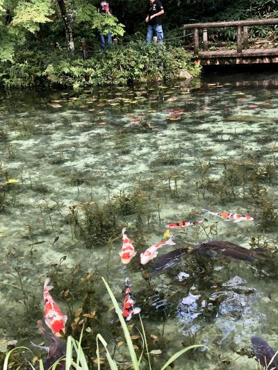 岐阜の新名所「モネの池」を訪れ、岐阜市内の名所を散策する 