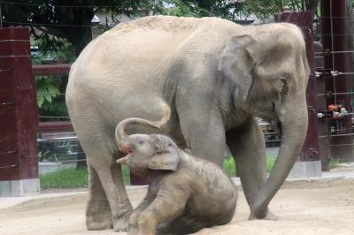 実に６年ぶりの上野動物園（前編）西園のゾウのすむ森とクマたちの丘とホッキョクグマとコツメカワウソ～子ゾウのアルンくんに魅了されっぱなし！