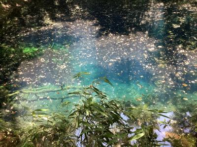 青森どうでしょ!  「リゾートしらかみ」で行く「青池」編