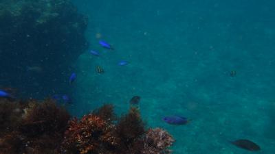 21年7月ワンコと行く海水浴＠西伊豆