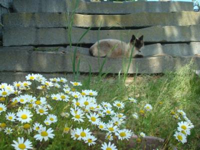 外川～犬吠～君ヶ浜を徒歩で巡る旅。君ヶ浜駅で猫に遭遇。