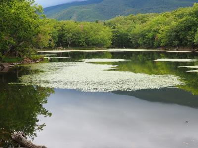 2021年夏の北海道☆知床２日目は知床五胡と原生林ツアーへ