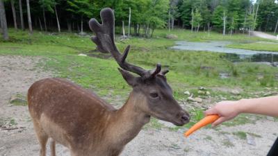 カナダ国内記　ケベック州のオメガ公園とその近くの観光地モンテベロ