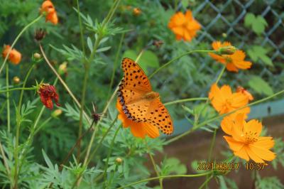 久し振りの晴天で見られた蝶と花①ツマグロヒョウモン♂
