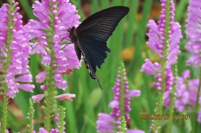 久し振りの晴天で見られた蝶と花②クロアゲハ