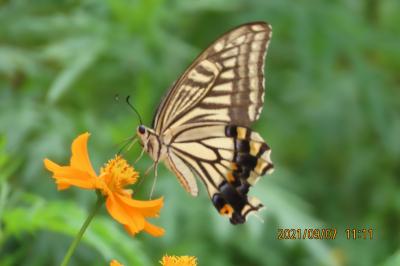久し振りに晴れた日に見られた蝶と花③アゲハチョウ