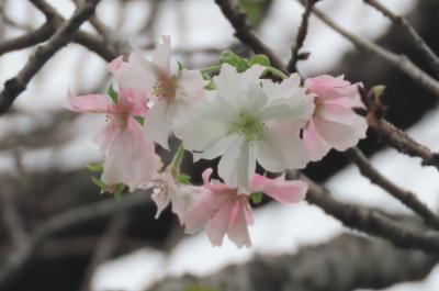 今年初めて冬桜が見られました