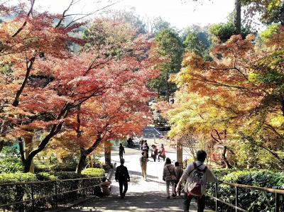 鎌倉の天園ハイキングコースを歩いたら素敵な紅葉と見事な苔寺に出会えた!