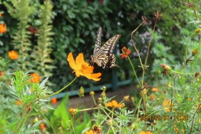 久し振りに晴れた日に見られた蝶と花⑤アゲハチョウ、クロアゲハ