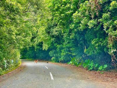 2021年夏休み:4日目:台風9号が接近する中、大川の滝と西部林道:鹿児島＆屋久島＆指宿温泉＆宮崎シーガイヤ＆霧島温泉を回る8泊9日家族旅行