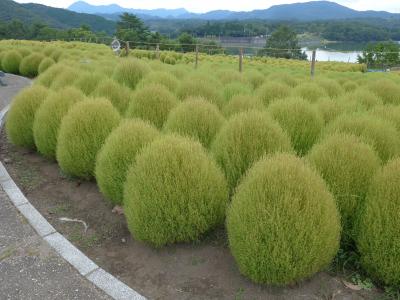 大分県杵築市の大分農業文化公園のグリーンコキアを見てきました!(^0^)!