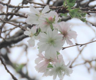 その後の冬桜