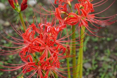 高崎線沿線ぶらり旅　～桶川市川田谷界隈　其の二～
