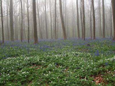 　花のベネルク物語Ｎｏ．４＜ブリュッセル郊外のブルーベルの森、ワーテルローの古戦場など＞
