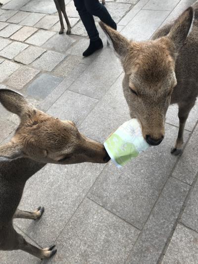 オタ活遠征の記録～京セラコンサートの翌日は、奈良まで鹿さんに会いに行って来ました。