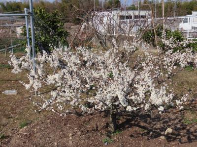 京都 城陽 青谷梅林(Aodani Plum Grove, Joyo, Kyoto, JP)