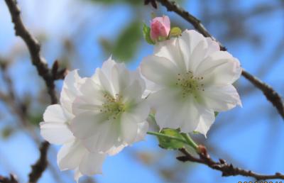 真昼の冬桜