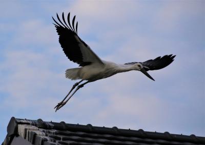 清水宗治が自らの命と引き替えに城兵を助命した備中高松城登城とコウノトリ観察