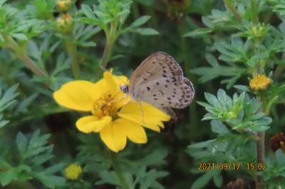 ふじみ野市西鶴ケ岡地区を散策しました③ビバホーム横の通りの花壇散策で見られた蝶と花