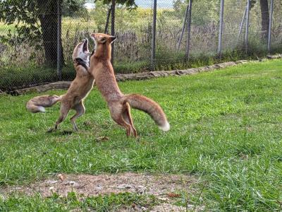 北きつね牧場と釧路でカヌー  癒やし旅