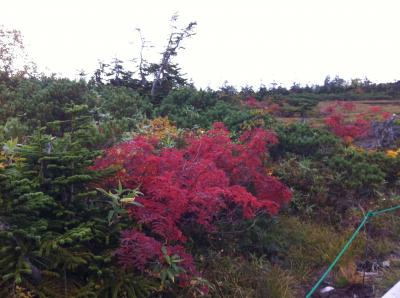 紅葉の栂池高原