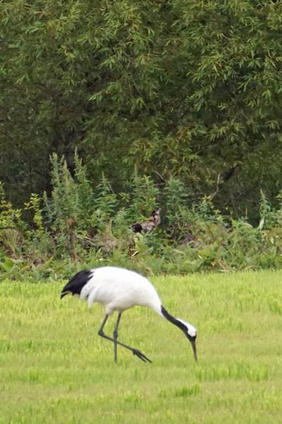 トラピックス　釧路で過ごす10日間（8）暴風雨の霧多布湿原とあやめヶ原にくじけるも、スワン44の濃厚なソフトと厚岸コンキリエの牡蠣に舌鼓み。