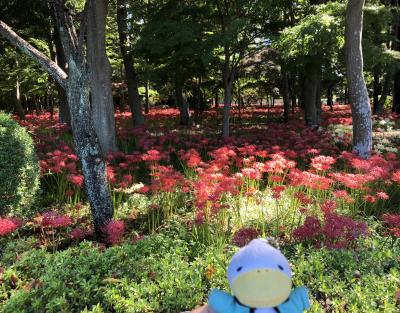 小巾着田とネットに出ていた松戸市の祖光院に彼岸花を見に行きました。