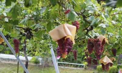 ぶどうと彼岸花の季節