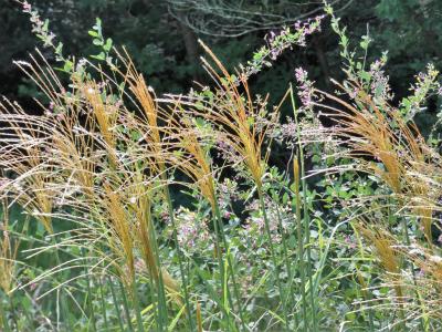 秋の気配がする三木山森林公園