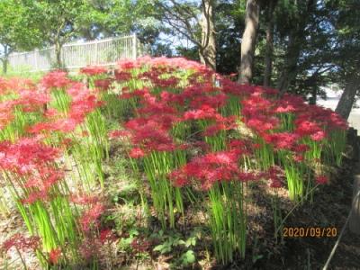 柏市のあけぼの山農業公園・彼岸花・2021年9月