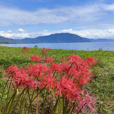 びわ湖を彩る彼岸花