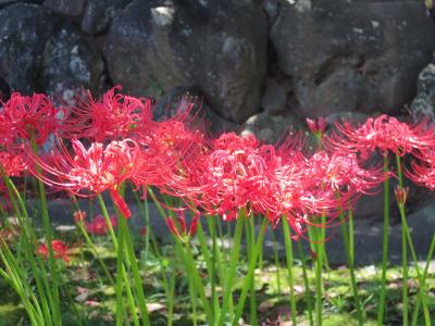 2021年横浜・新羽　西方寺の彼岸花