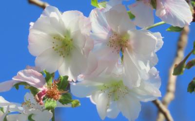 美しかった冬桜