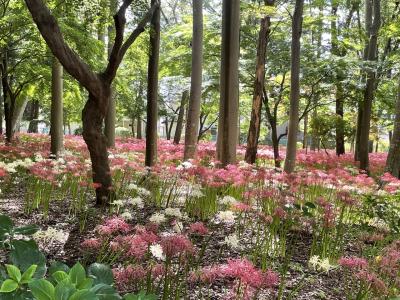 花を探して　曼珠沙華