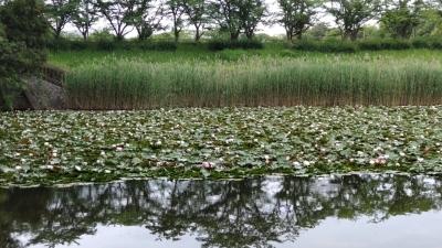 平城第四神功池公園 「睡蓮」と「ばん」