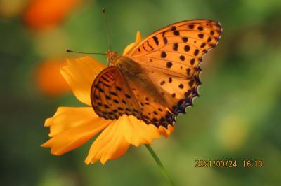ふじみ野市西鶴ケ岡地区を散策しました②ビバホーム横の通りにある花壇付近で見られた蝶