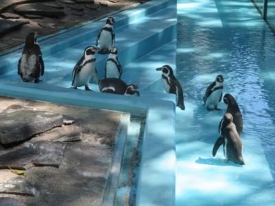 川崎の夢見ヶ崎動物公園と神社を散策しました